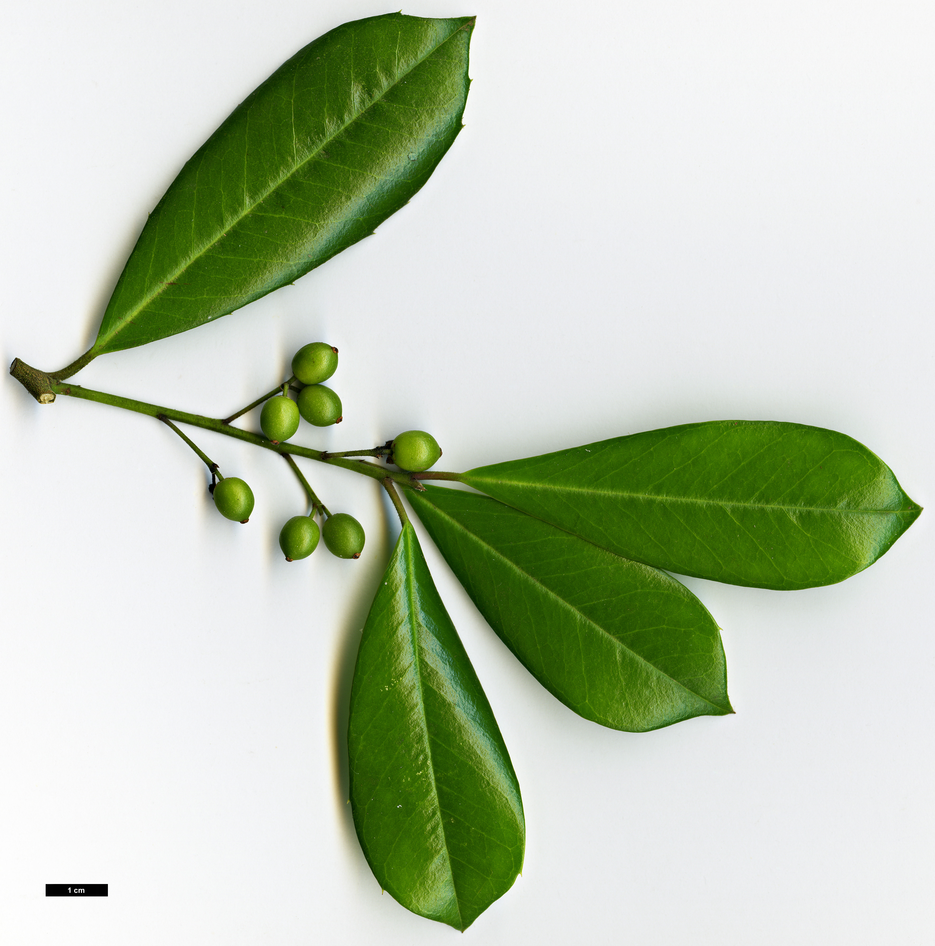 High resolution image: Family: Aquifoliaceae - Genus: Ilex - Taxon: cassine - SpeciesSub: × I.cumulicola '580 Lady'